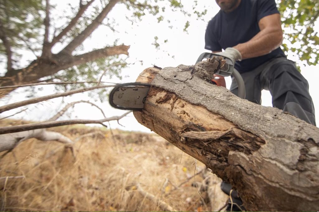 Commercial Tree Service Mango FL