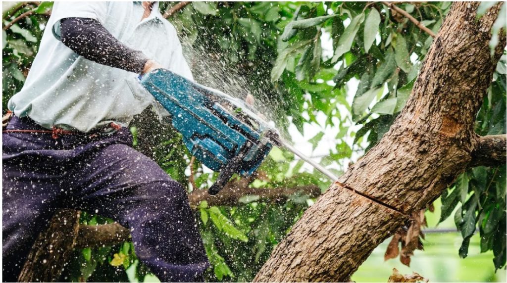 Commercial Tree Service Seffner FL