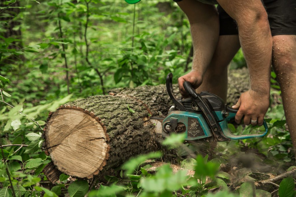 Tree Trimming Tampa FL