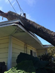 Laurel oak tree removal in Tampa