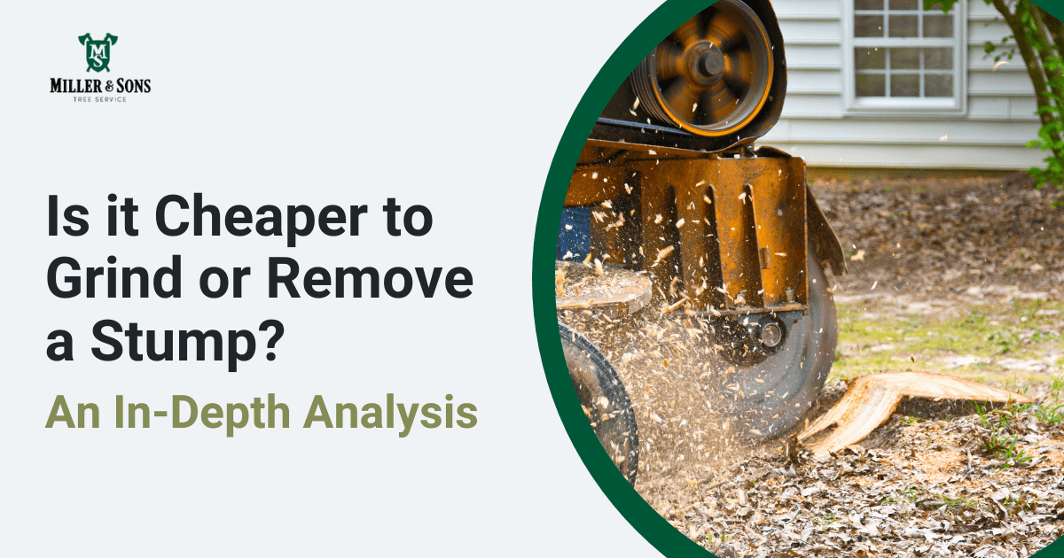 Stump Grinding vs. Stump Removal Cost, Pros, and Cons Explained