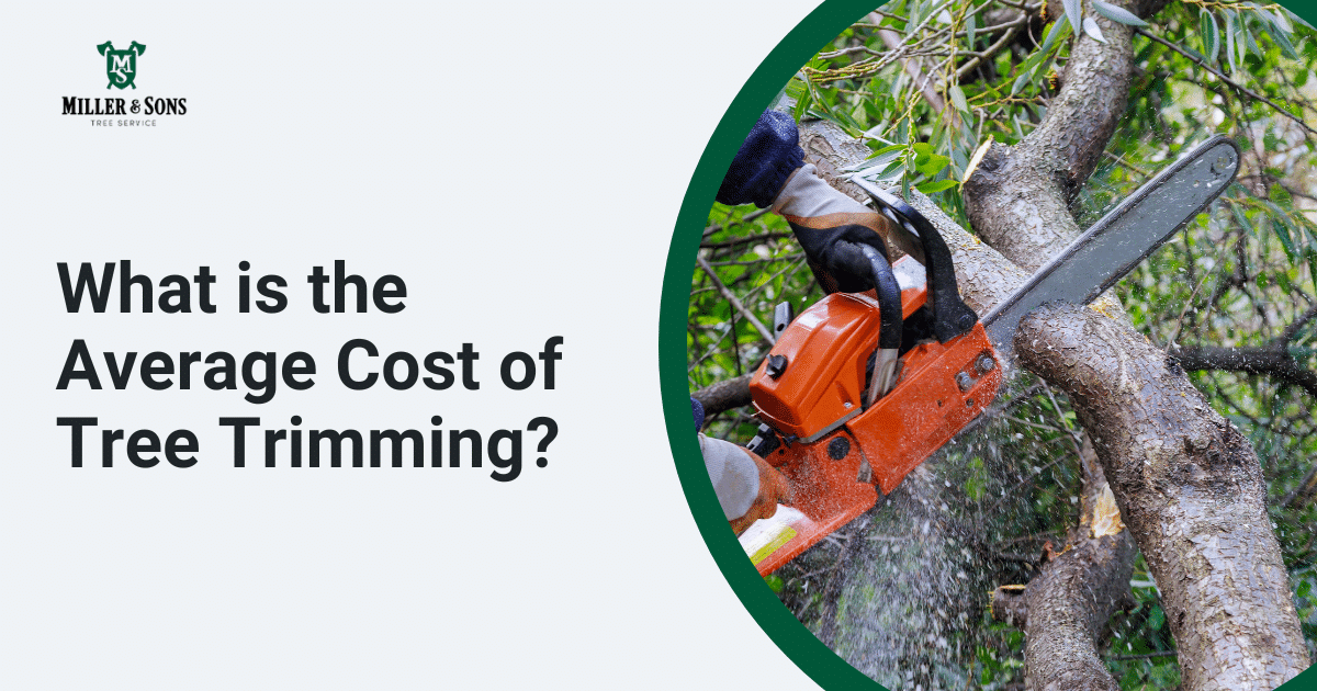 what-is-the-average-cost-of-tree-trimming-in-my-area