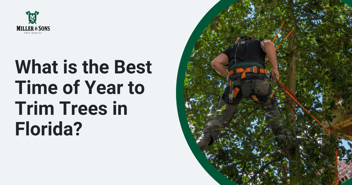 What is the best time of year to trim trees in Florida?