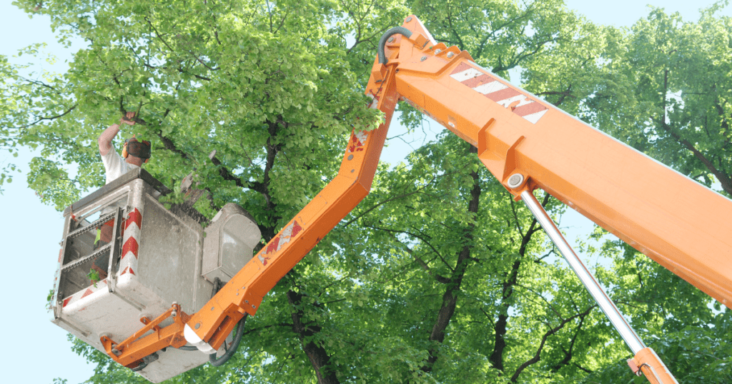 Tree Removal Seffner FL