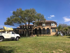 Removing a large live oak in tampa florida