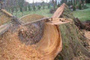 Stump Removal Service in Tampa Florida