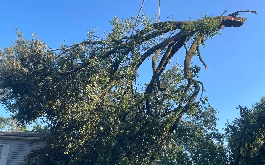 Emergency Tree Service: 3 Tips to limit the need for it at all