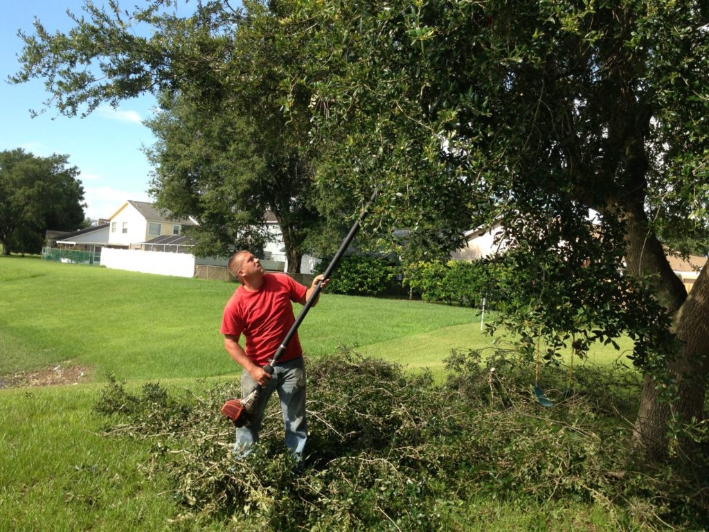 Tree Trimming In Tampa Services Call Us For The Cost Of Tree Trimming